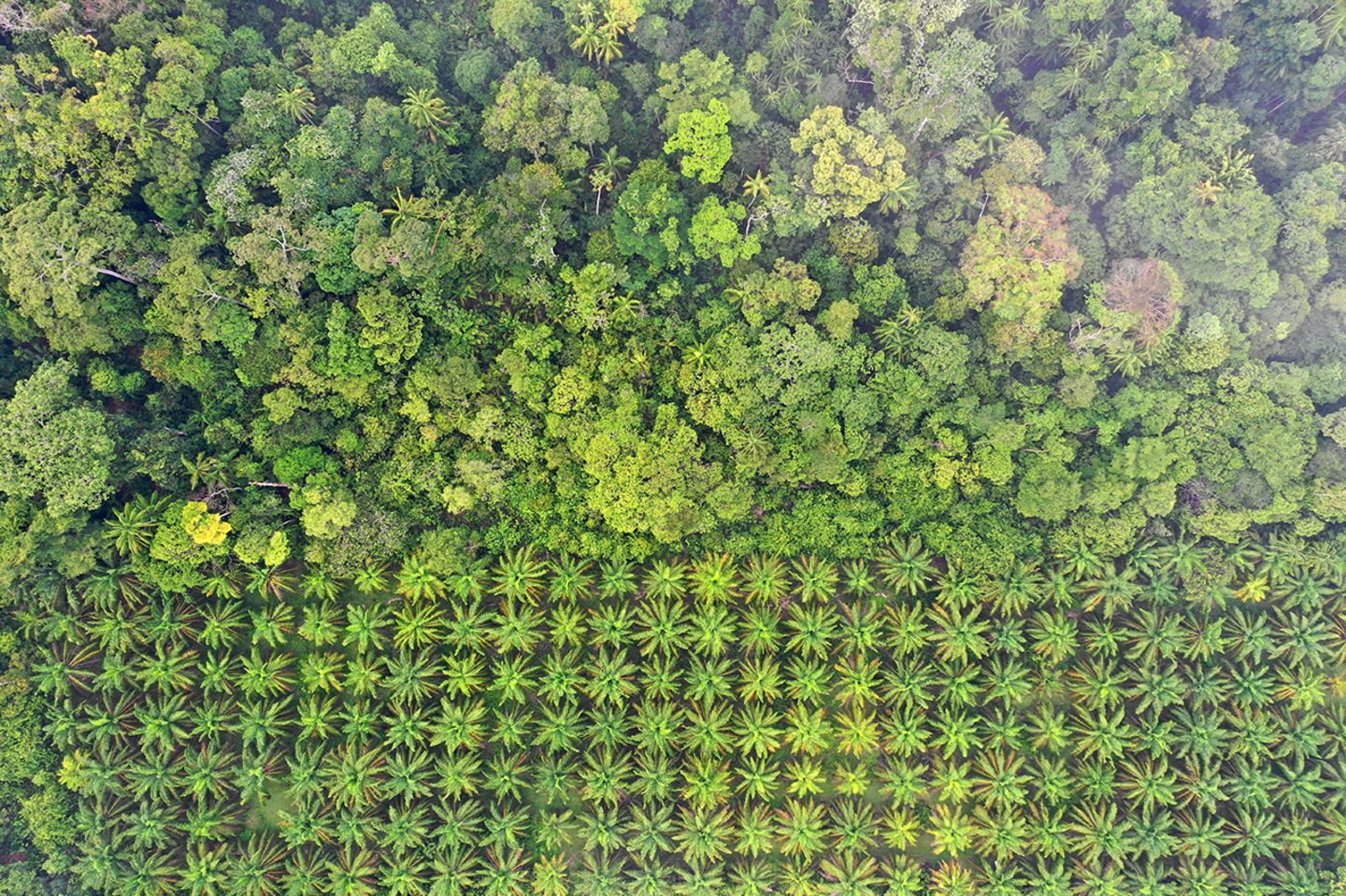 13_Indonesien_RegenwaldvsPalmölwald